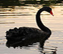 image of swan